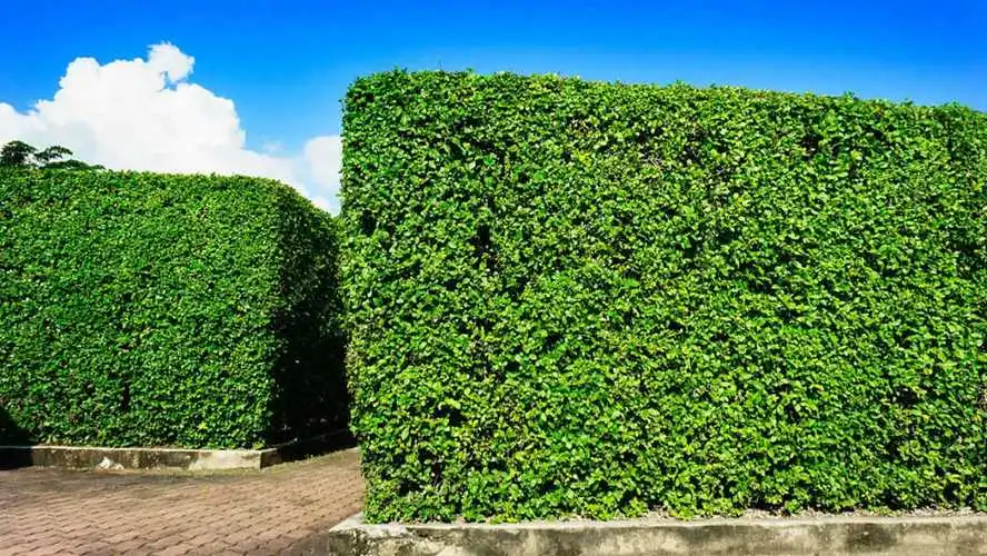户外屋顶园林景观设计