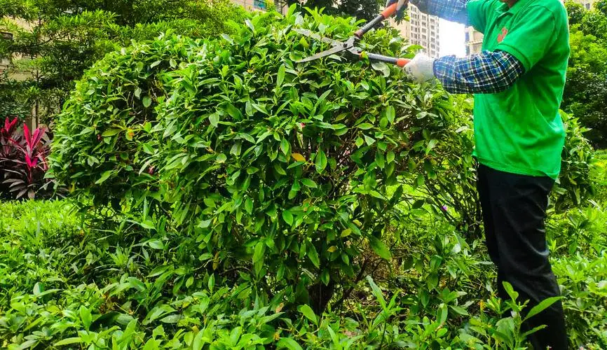 青浦区公园绿化工程服务