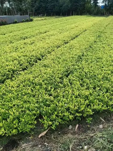 别墅园林景观设计窗洞怎么做